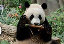 Le Le Is Moving To China's Panda Conservation Programme in December