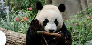 Le Le Is Moving To China's Panda Conservation Programme in December