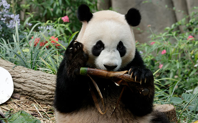 Le Le Is Moving To China's Panda Conservation Programme in December