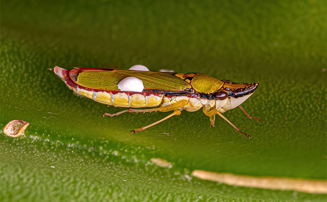 Leafhopper