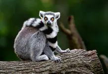 Animals Starting With L: Amazing List Of 27 Animals With Fun Facts