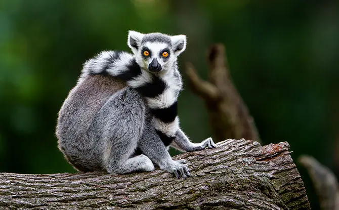 Animals Starting With L: Amazing List Of 27 Animals With Fun Facts
