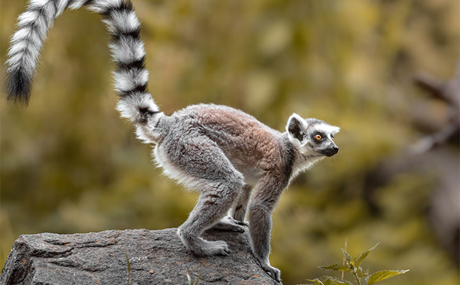 Lemur