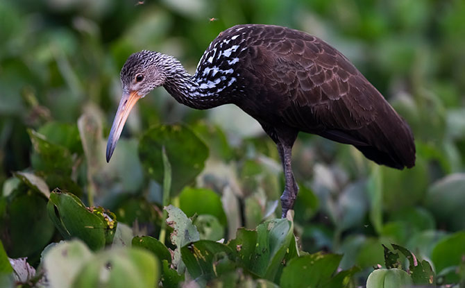 Limpkin