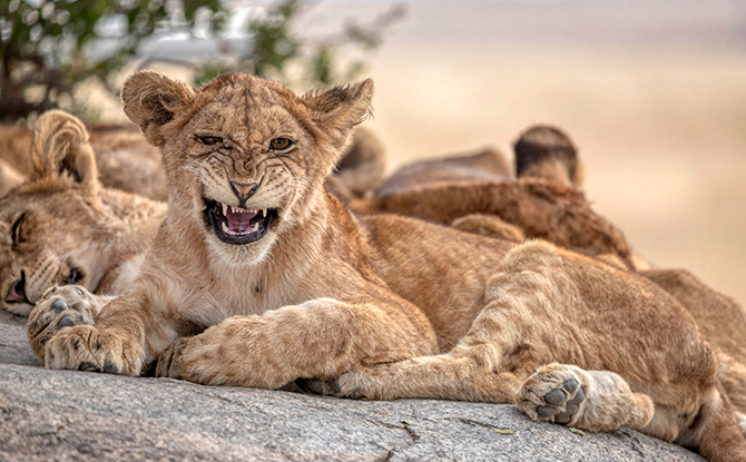 Interesting Lion Facts For Kids - Lion Cubs are Spotty