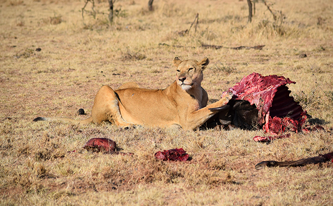 Interesting Lion Facts For Kids - Lions Can Consume 40 kg Of Meat