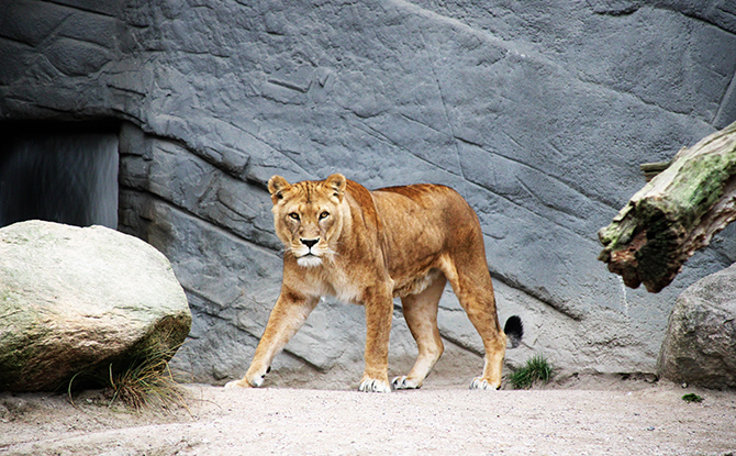 Interesting Lion Facts For Kids - Male and Female Lions Look Different