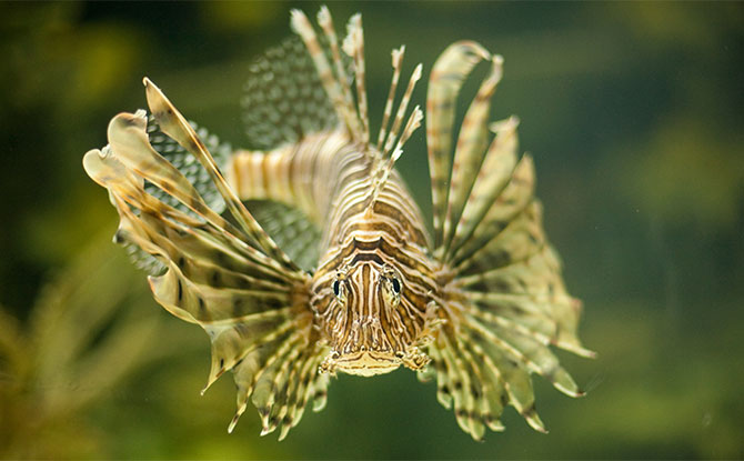 Lionfish