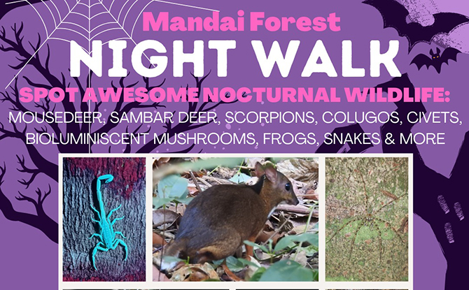Little Day Outing Mandai Forest Night Walk