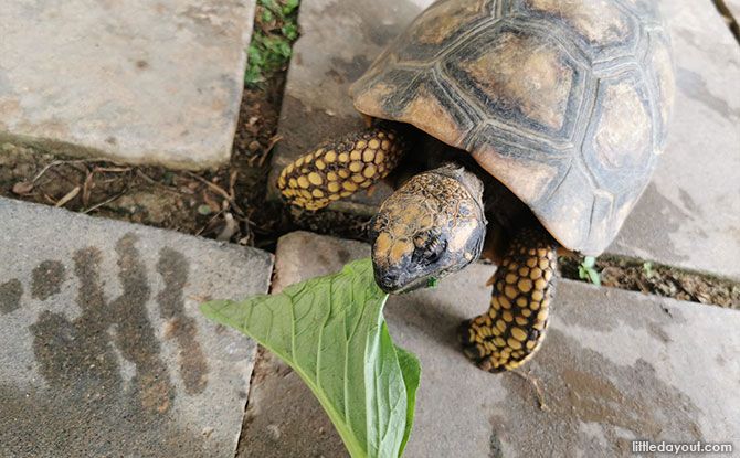 tortoise feed