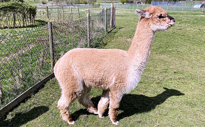 Llama