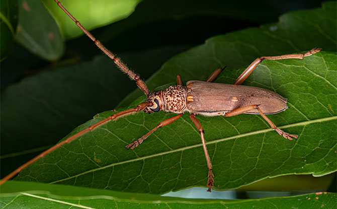 Longhorn Beetle