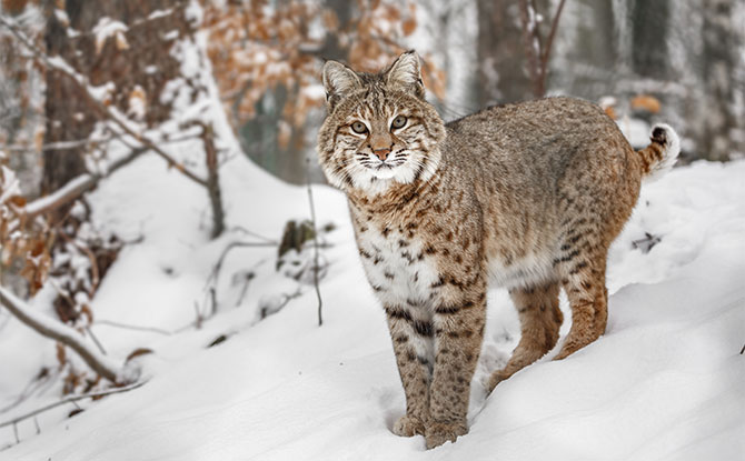 Lynx - Animals Starting With L