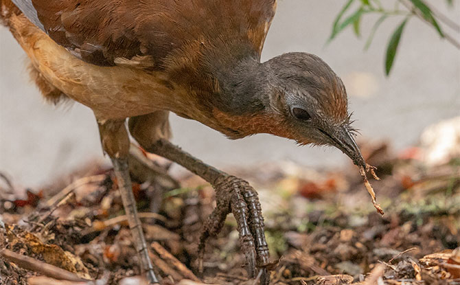 Lyrebird