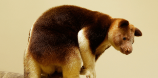 Tree Kangaroo
