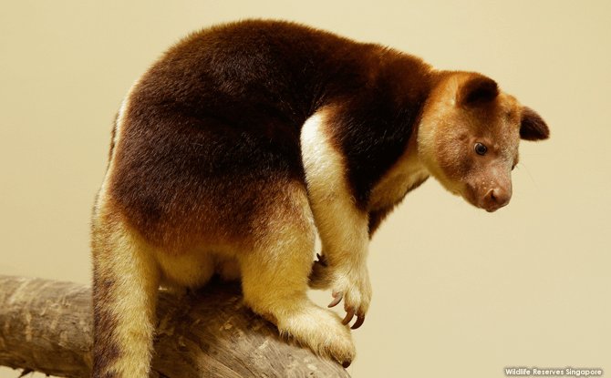“Magic” at Singapore Zoo’s Goodfellow’s Tree Kangaroos Exhibit Tree Kangaroo