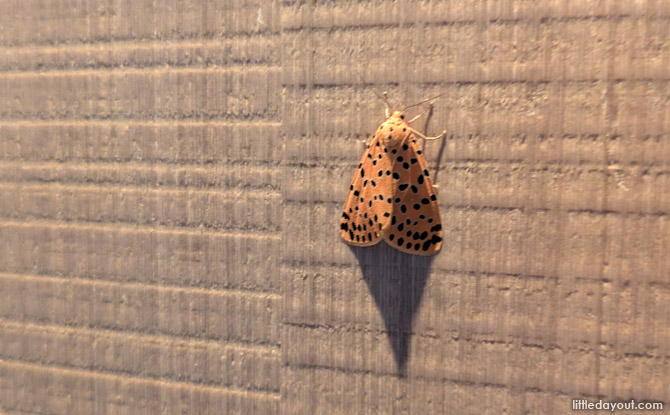 Mandai Rainforest Resort by Banyan Tree: Family Staycation Review 13 Do make a point to observe the flora and fauna all around. See if you can spot nests and even little critters.