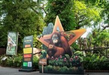 Celebrate Singapore’s 61st Birthday The Wild Way At Mandai Wildlife Reserve This August! Celebrate Singapore’s 61st Birthday The Wild Way At Mandai Wildlife Reserve This August!
