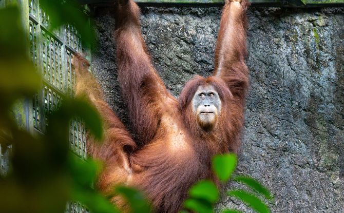 Celebrate Singapore’s 61st Birthday The Wild Way At Mandai Wildlife Reserve This August! 4 Stars of Mandai & WILDerful Singaporeans