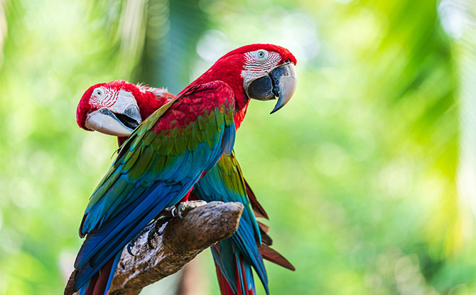 Macaw