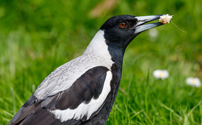 Magpie