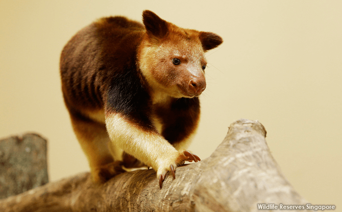 Makaia at Singapore Zoo’s Goodfellow’s Tree Kangaroos Exhibit