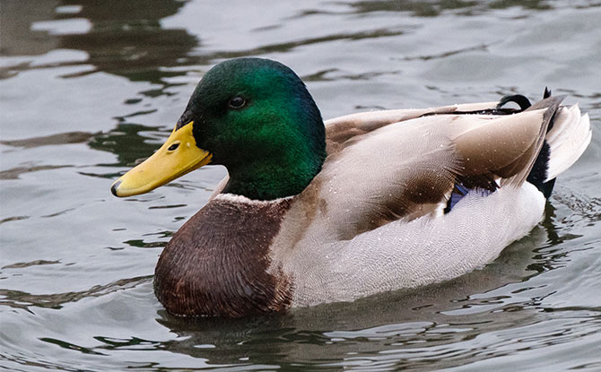 Mallard