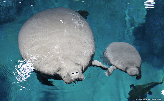 Manatee Madness, River Safari