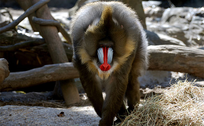 Mandrill