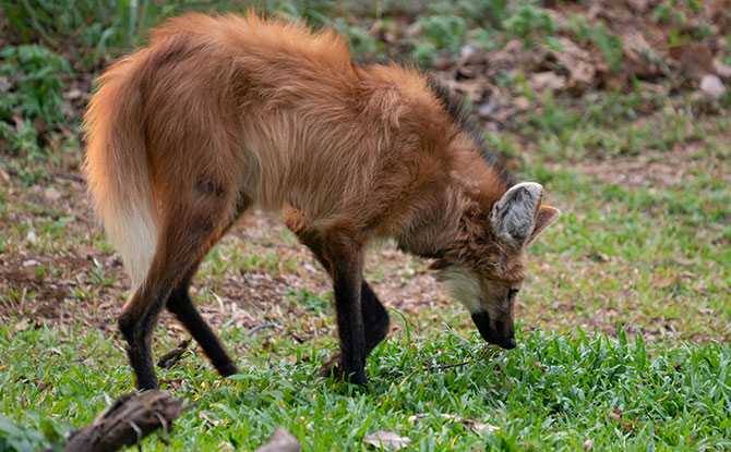 Maned Wolf