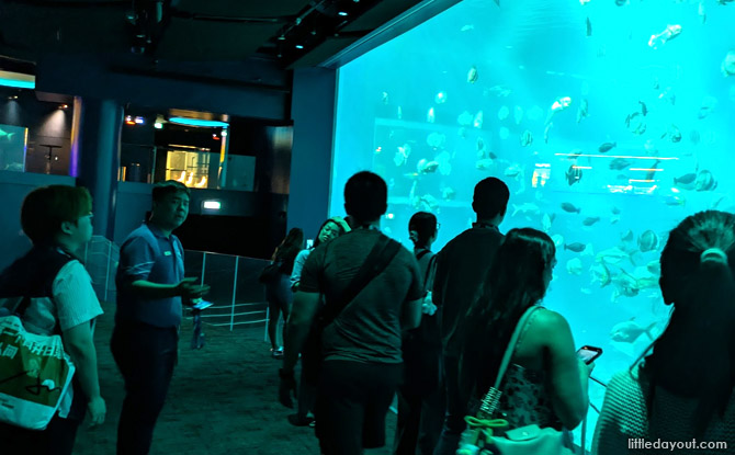 Here’s what you can expect from the 45-minute guided tour all about Manta Rays