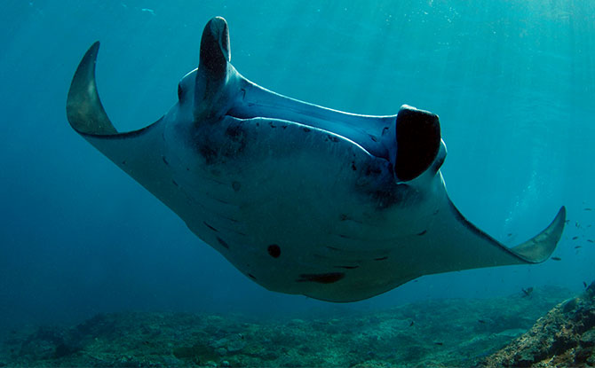 Manta Ray