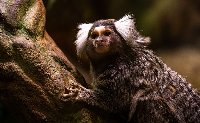 Animals Starting With M - Marmoset