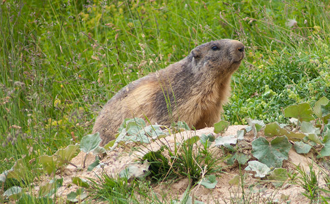 Marmot