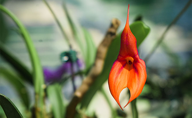 Unusual Orchids from Peru 