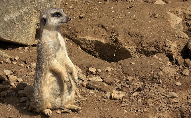 Meerkat