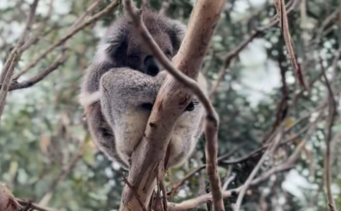 10D9N Melbourne Family Adventure: Nature, Wildlife & Snow 3 Koala Conservation Reserve