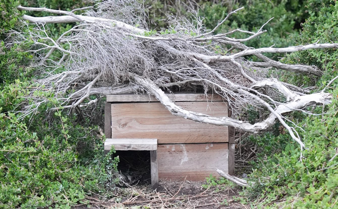 10D9N Melbourne Family Adventure: Nature, Wildlife & Snow 5 manmade burrows