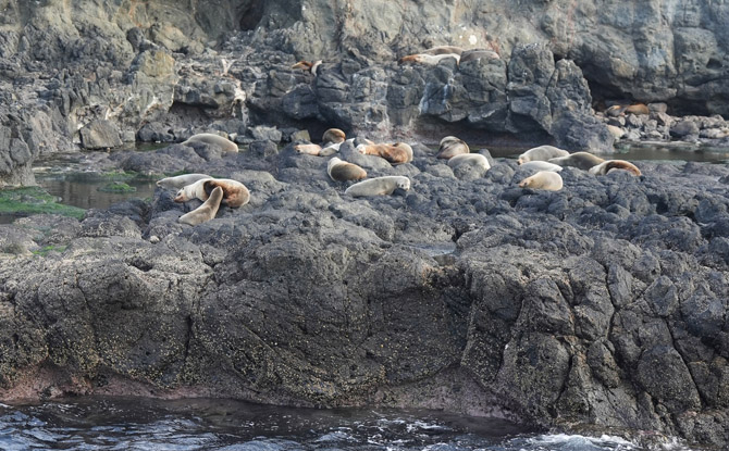10D9N Melbourne Family Adventure: Nature, Wildlife & Snow 7 seal cruise to Seal Rocks
