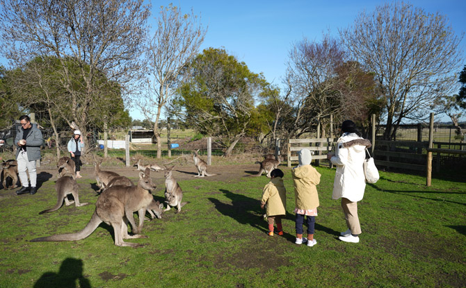 10D9N Melbourne Family Adventure: Nature, Wildlife & Snow 8 Kangaroos, Orchards & Chocolate