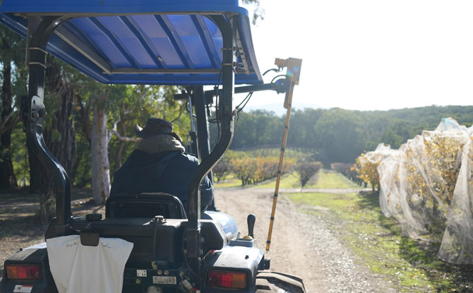 10D9N Melbourne Family Adventure: Nature, Wildlife & Snow 9 fruit and laughter at Rayner’s Orchard—a pick-all-you-want and eat-all-you-can-on-the-spot tractor tour.