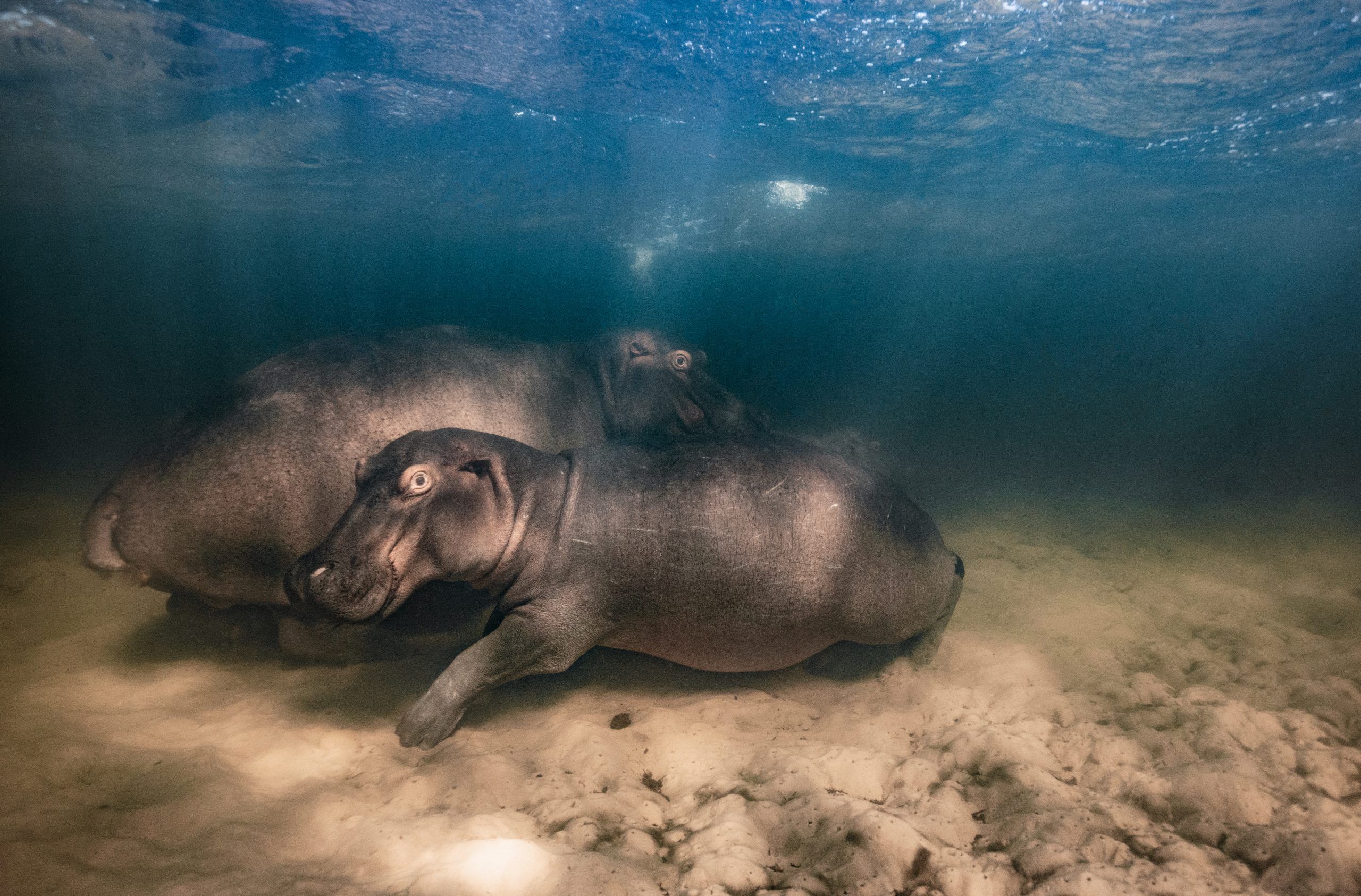 Hippo nursery by Mike Korostelev, (Russia) Image 53, Wildlife Photographer of the Year