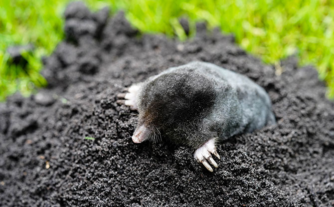 Mole