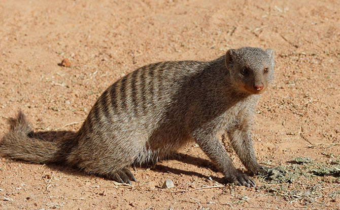 Mongoose