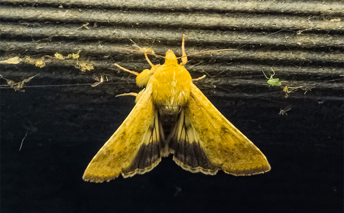 Moth