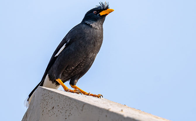 Myna Bird