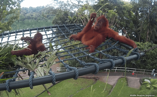 Sumatran orangutan Ah Meng (extreme right) chills out in her new free-ranging area overlooking the Upper Seletar Reservoir