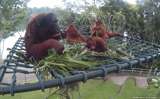 New Free-ranging Area for Orangutans at Singapore Zoo