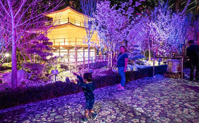 Light projections at the Sakura 2024 display at Gardens by the Bay