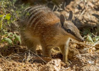 Animals Starting With N: Amazing List Of 12 Animals With Fun Facts Animals Starting With N: Numbat
